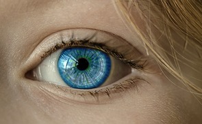 Auge